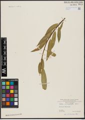 Foto von Salix acmophylla Boiss.